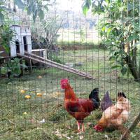 Visite du Poulailler.